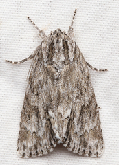 Acronicta longa