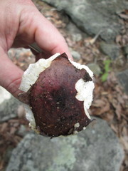 Russula vinacea
