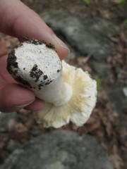 Russula vinacea