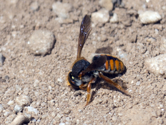Rhodanthidium
