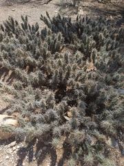 Cylindropuntieae