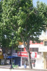 Liquidambar styraciflua