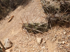 Cylindropuntieae