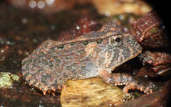 Proceratophrys korekore