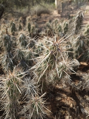 Cylindropuntieae