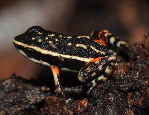 Yellow-Painted Poison-Arrow Frog