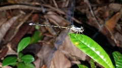 Argiolestidae