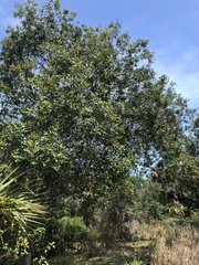 Carya floridana