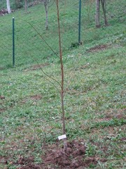 Prunus salicina