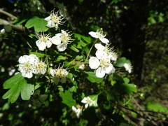 Crataegus monogyna
