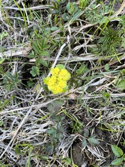 Chrysosplenium alternifolium