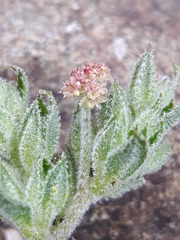 Axyris prostrata