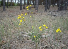Hieracium umbellatum filifolium