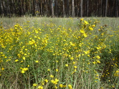 Hieracium umbellatum filifolium