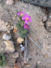 Oxalis hirta polioeides