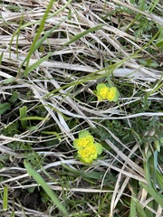 Chrysosplenium alternifolium