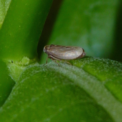 Agallia quadripunctata