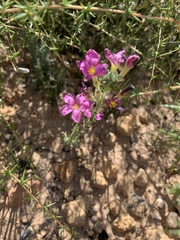 Oxalis hirta polioeides