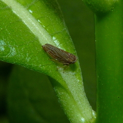 Agallia quadripunctata