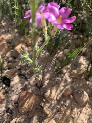Oxalis hirta polioeides