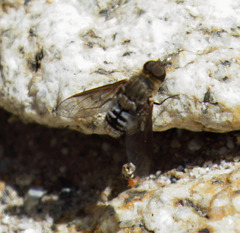 Chrysanthrax vanus