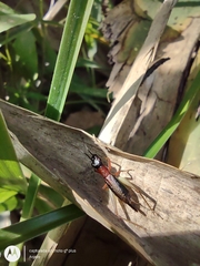 Cranistus colliurides