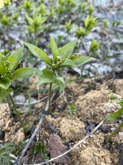 Mercurialis perennis