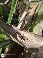 Cranistus colliurides