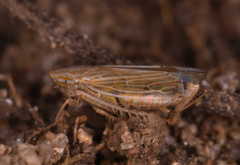 Mocydiopsis parvicauda
