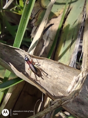 Cranistus colliurides