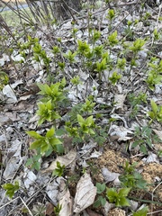 Mercurialis perennis