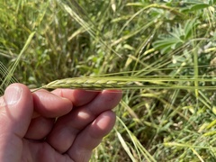 Hordeum spontaneum