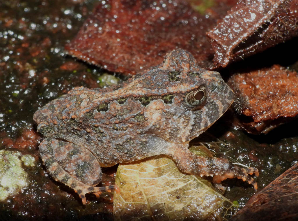 Sapo-korekore (Portuguese), Sapo-de-chifre-dosmundurukus (Portuguese)
