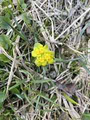 Chrysosplenium alternifolium