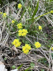 Chrysosplenium alternifolium