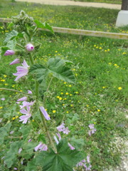 Malva multiflora