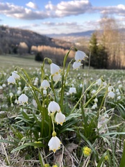 Leucojum vernum