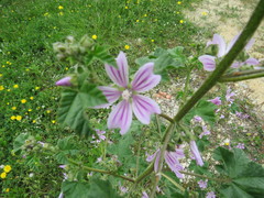 Malva multiflora