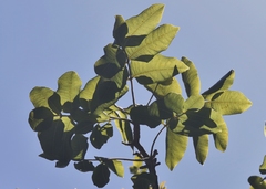 Zanthoxylum flavum