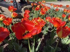 Tulipa