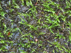 Philonotis capillaris