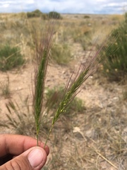 Elymus elymoides brevifolius