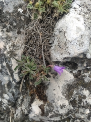 Campanula sibirica