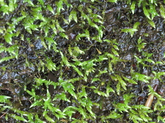 Philonotis capillaris