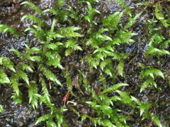 Philonotis capillaris