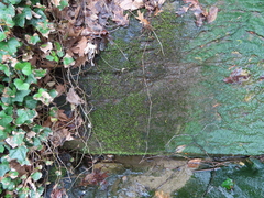 Philonotis capillaris