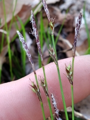 Carex lucorum austrolucorum