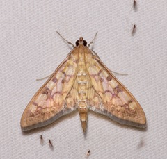Mimorista subcostalis