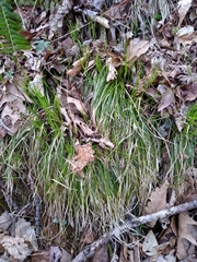 Carex lucorum austrolucorum