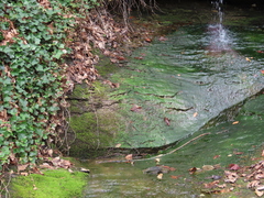 Philonotis capillaris